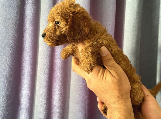 A Kalite Poodle Yavrularımız görsel