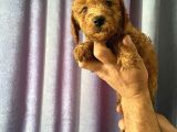 A Kalite Poodle Yavrularımız
