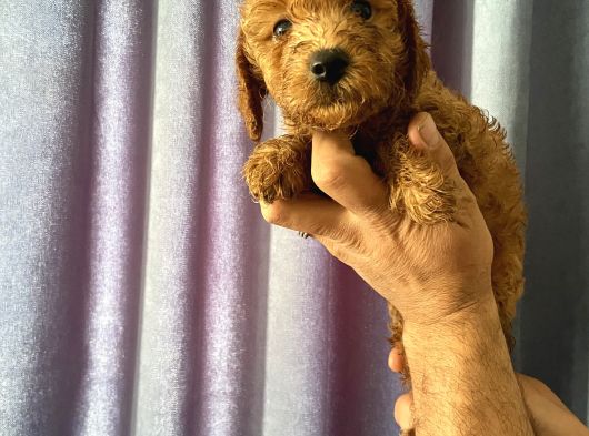 A Kalite Poodle Yavrularımız görsel