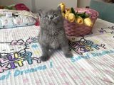 Sağlıklı Oyuncu Safkan Cins