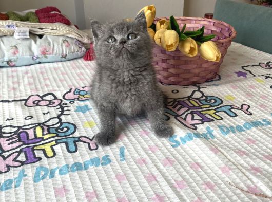 Sağlıklı Oyuncu Safkan Cins görsel