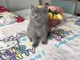 Sağlıklı Oyuncu Safkan Cins