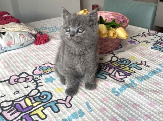 Sağlıklı Oyuncu Safkan Cins görsel