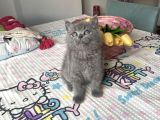 Sağlıklı oyuncu safkan cins