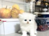 Pofudak oyuncak tipli bebeklwr
