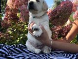Safkan Şampanyasafkan Şampanya Ve Çikolata Labrador Yavrular