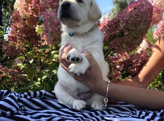 Safkan Şampanyasafkan Şampanya Ve Çikolata Labrador Yavrular görsel