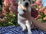 Safkan Şampanyasafkan Şampanya Ve Çikolata Labrador Yavrular