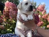 Safkan şampanyaSafkan şampanya ve çikolata labrador yavrular