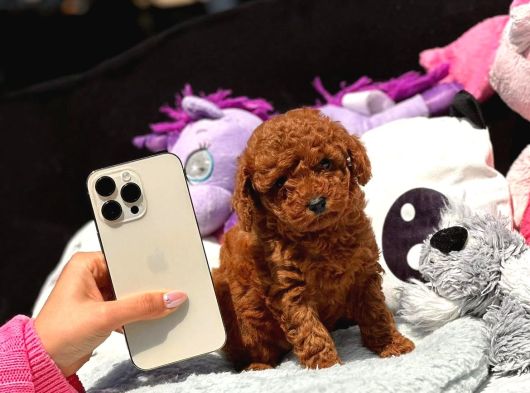 Red Brown Poodle Bebiş görsel