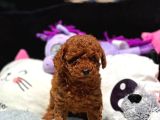 Red Brown Poodle Bebiş