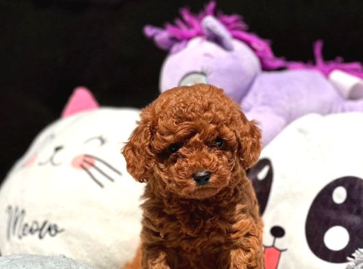 Red Brown Poodle Bebiş görsel