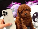 Red brown poodle bebiş