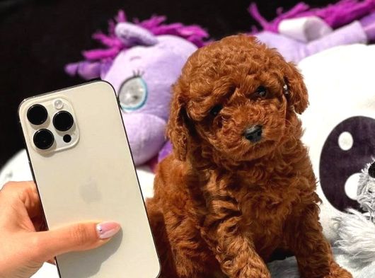 Red Brown Poodle Bebiş