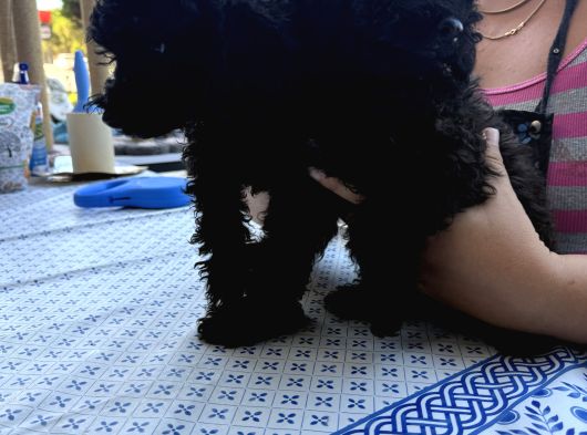İzmir Toy Poodle görsel
