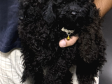 İzmir Toy Poodle