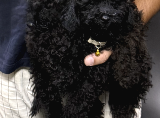 İzmir Toy Poodle görsel