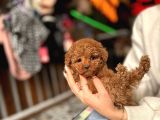 Teacup Poodle Yavrular