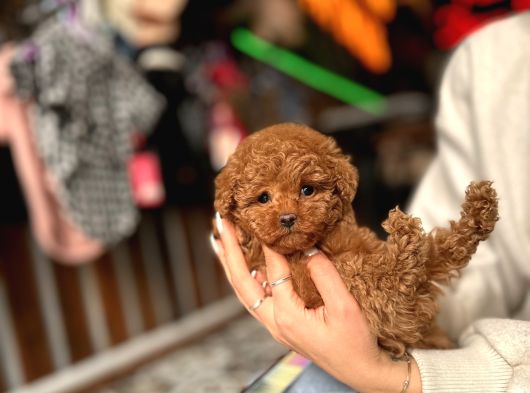 Teacup Poodle Yavrular görsel