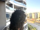 İzmir Toy Poodle