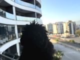İzmir Toy Poodle