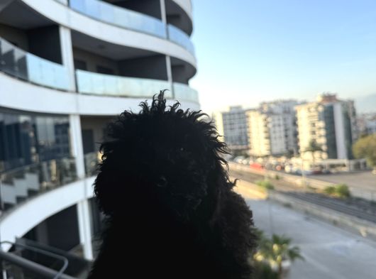 İzmir Toy Poodle görsel