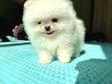 KORE KANLI SIFIR BURIN TEACUP ORİJİNAL BOO