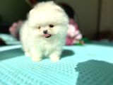 Kore Kanli Sifir Burin Teacup Ori̇ji̇nal Boo