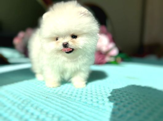 Kore Kanli Sifir Burin Teacup Ori̇ji̇nal Boo görsel