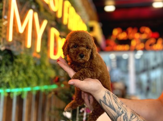 Teacup Poodle Yavrular görsel
