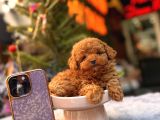 TEACUP pOODLE yAVRULAR