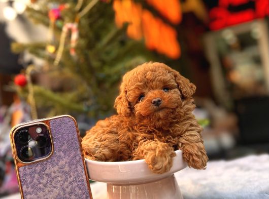 Teacup Poodle Yavrular