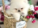 Kore Kanli Sifir Burin Teacup Ori̇ji̇nal Boo