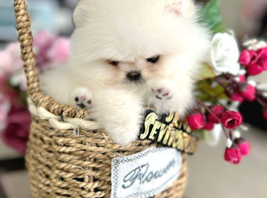 Kore Kanli Sifir Burin Teacup Ori̇ji̇nal Boo görsel