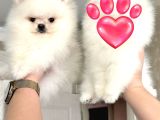 Kore Kanli Sifir Burin Teacup Ori̇ji̇nal Boo