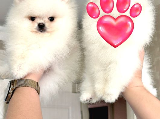 Kore Kanli Sifir Burin Teacup Ori̇ji̇nal Boo görsel