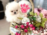 Kore Kanli Sifir Burin Teacup Ori̇ji̇nal Boo