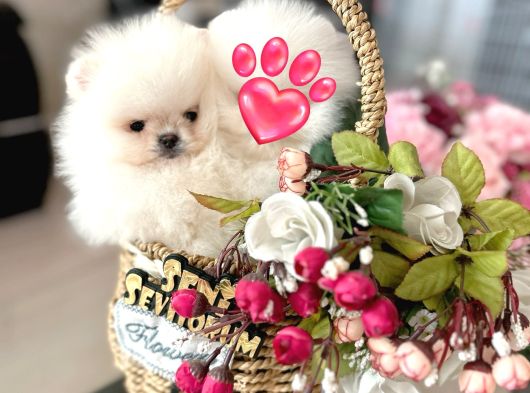 Kore Kanli Sifir Burin Teacup Ori̇ji̇nal Boo görsel
