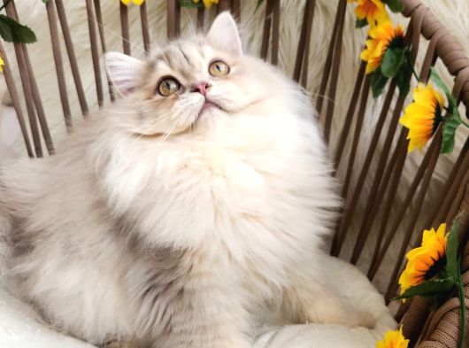 Safkan British Longhair Yavrular Yeni Yuvaları İçin Hazır