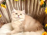 Safkan British Longhair Yavrular Yeni Yuvaları İçin Hazır