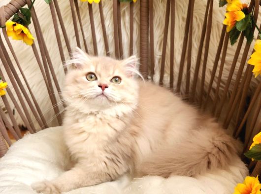 Safkan British Longhair Yavrular Yeni Yuvaları İçin Hazır görsel