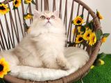 Safkan British Longhair Yavrular Yeni Yuvaları İçin Hazır