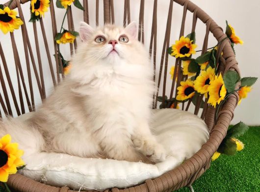 Safkan British Longhair Yavrular Yeni Yuvaları İçin Hazır görsel