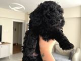 Silver Poodle Yavrular