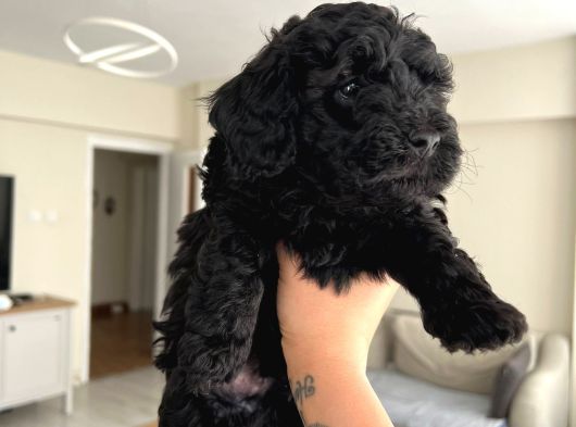 Silver Poodle Yavrular görsel