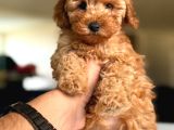 Toy Poodle Irk Ve Sağlık Garantili Yavrular