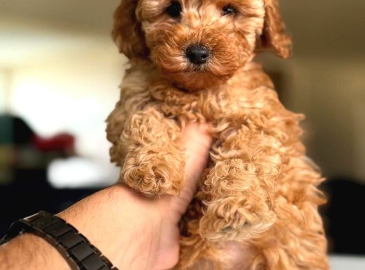 Toy Poodle Irk Ve Sağlık Garantili Yavrular görsel