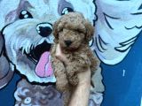 Minik Poodle Yavrularımız Yeni Ailelerini Bekliyor