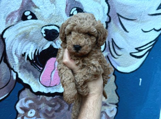 Minik Poodle Yavrularımız Yeni Ailelerini Bekliyor görsel