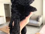 Silver Poodle Yavrular